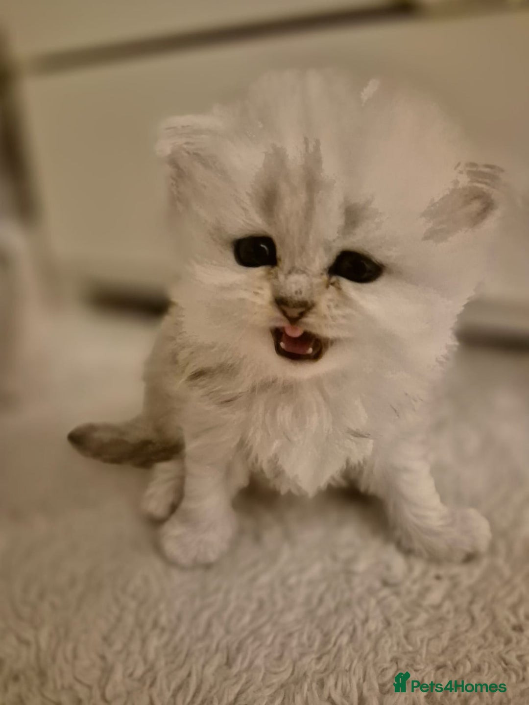 Persian cats for sale: Pure chinchilla Persians!!  - Image 8