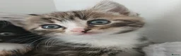 Mixed Breed cats for sale: 5 beautiful kittens for sale - Advert 12