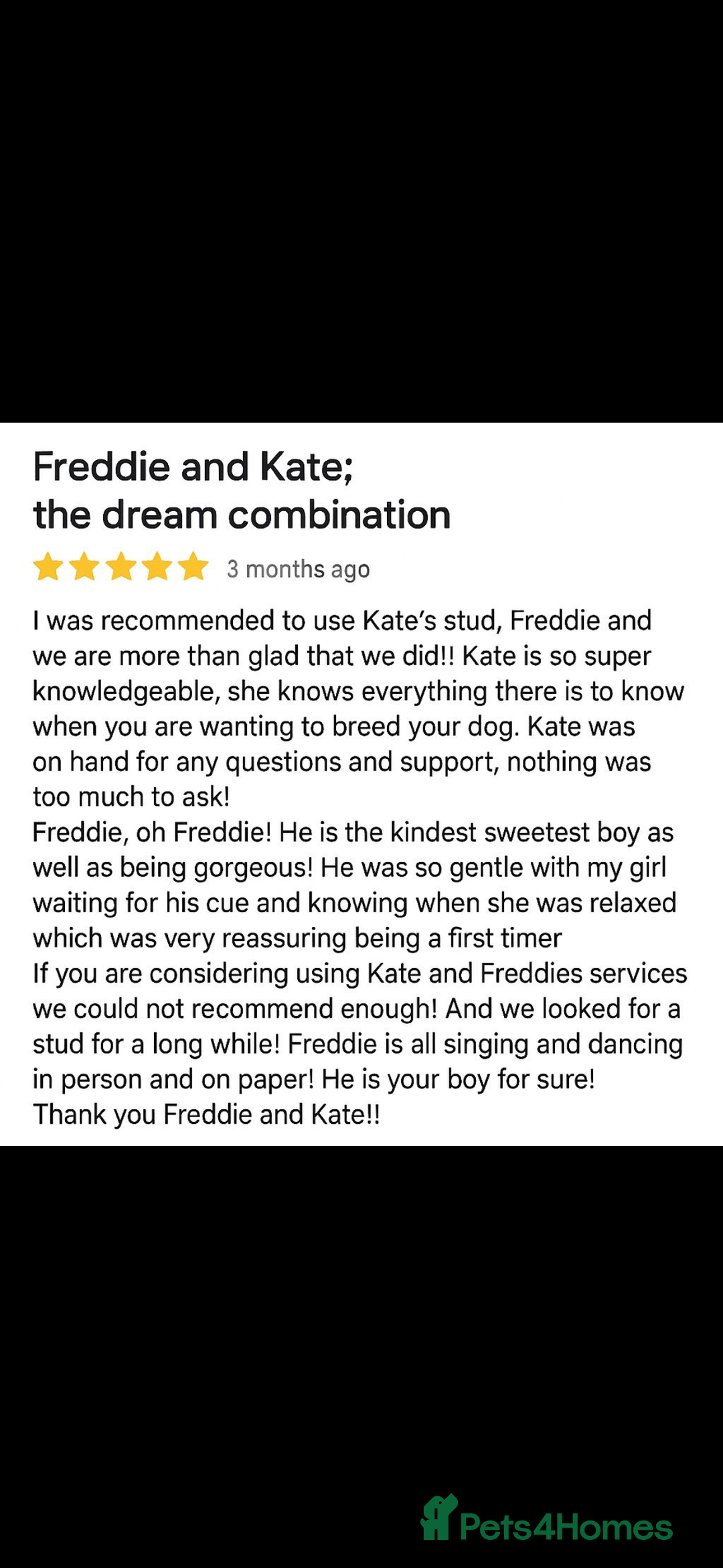 Miniature Poodle dogs for stud: Deep red KC reg miniature poodle stud in Tonbridge - Advert 11