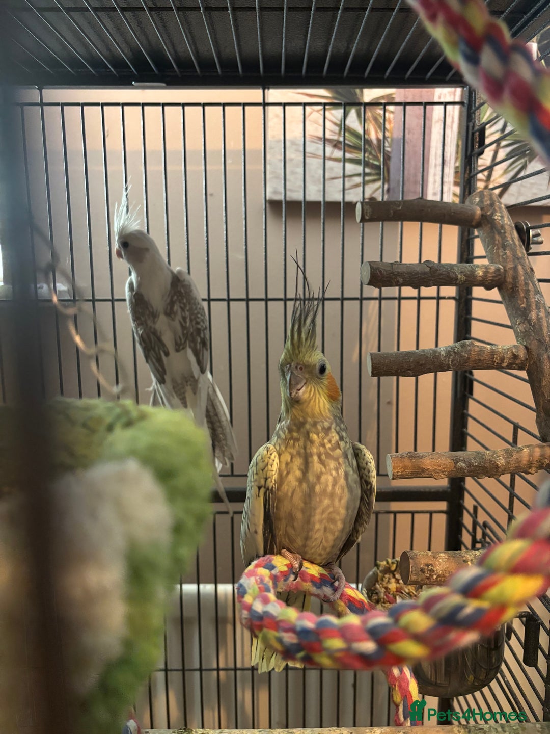 Cockatiels birds for sale: Eight birds for sale and 3 large cages £810 - Image 8