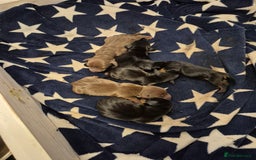 Miniature Dachshund dogs for sale: Beautiful minature dachshund puppies - Image 4