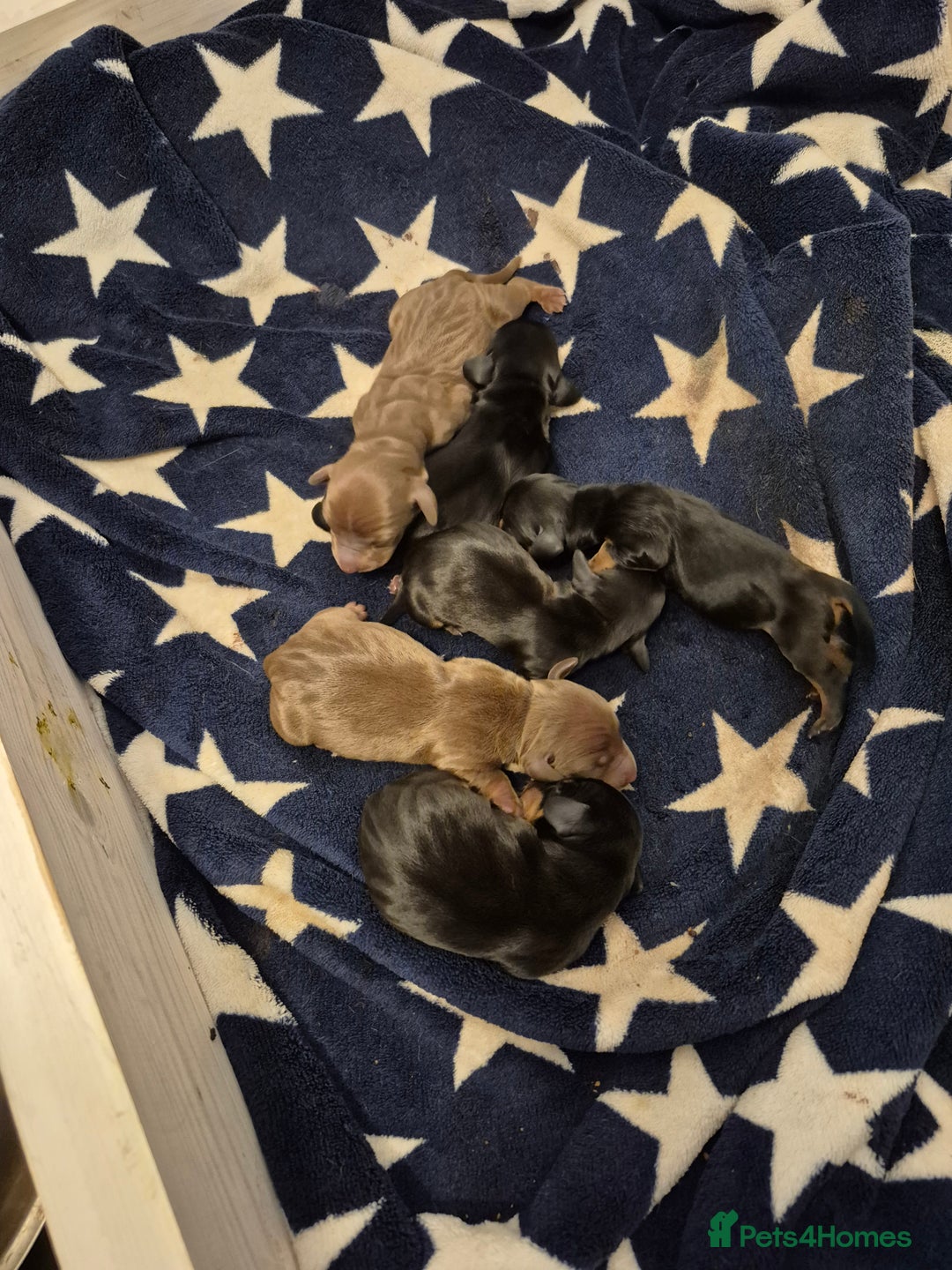 Miniature Dachshund dogs for sale: Beautiful minature dachshund puppies - Image 4