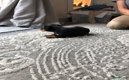 Jack Russell dogs for sale: Jack Russell pups - Image 7