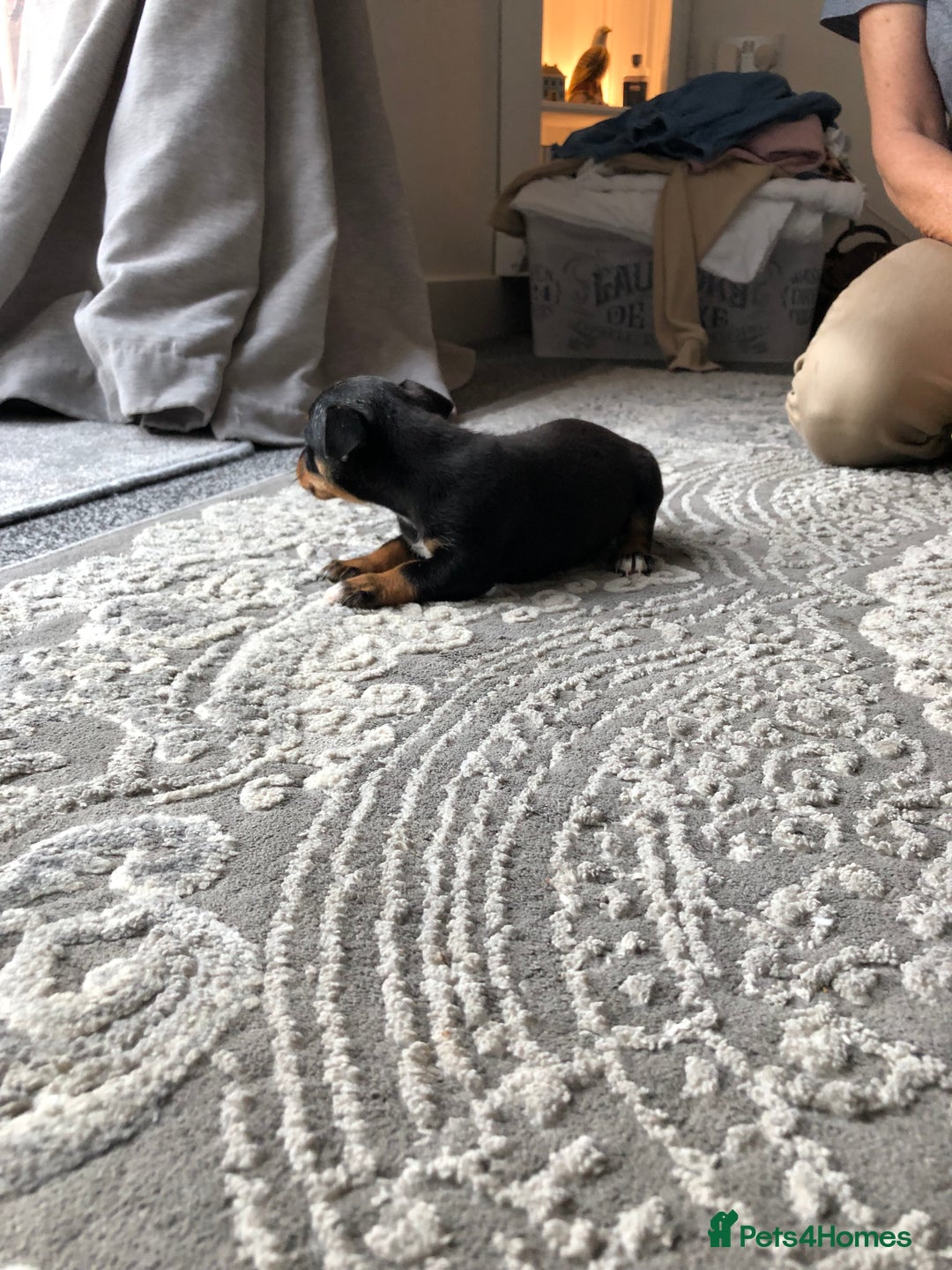 Jack Russell dogs for sale: Jack Russell pups - Image 7