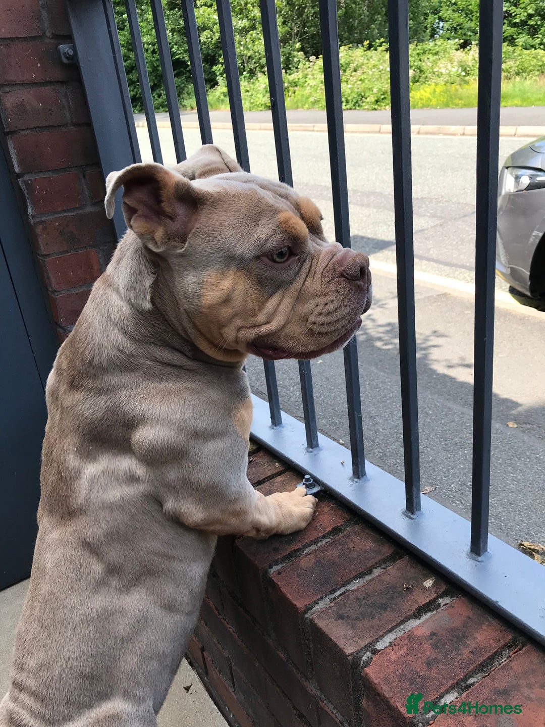 American Bully dogs for sale: Female Pocket Bully  - Image 10