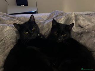 Bombay cats - Advert 5