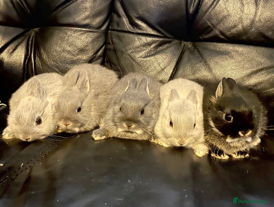 Netherland Dwarf rabbits for sale: NETHERLAND DWARF BABY RABBITS - Advert 2