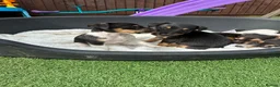 Jack Russell dogs for sale: Jack Russell puppies in Sandy - Advert 4