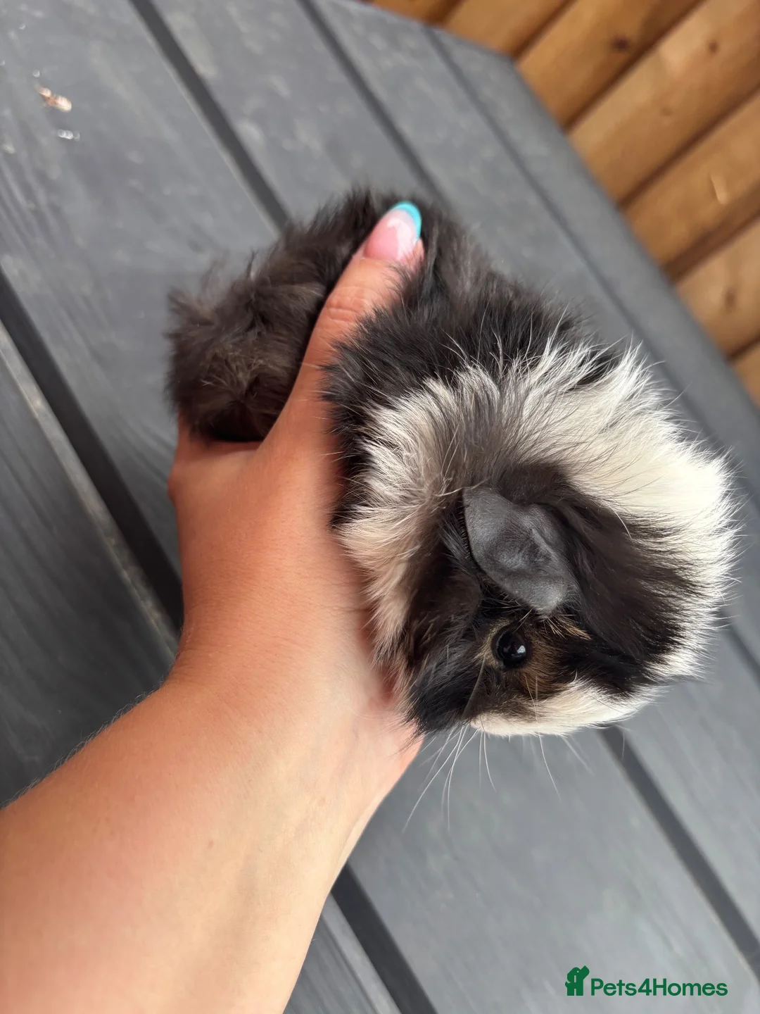 Guinea Pig rodents for sale: Two boy baby guinea pigs - Advert 2