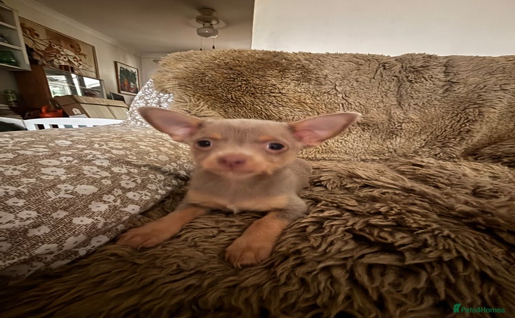 Chorkie dogs - Advert 1