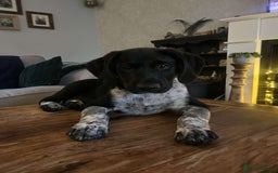 Mixed Breed dogs for sale: 6 Month Pup - Image 4