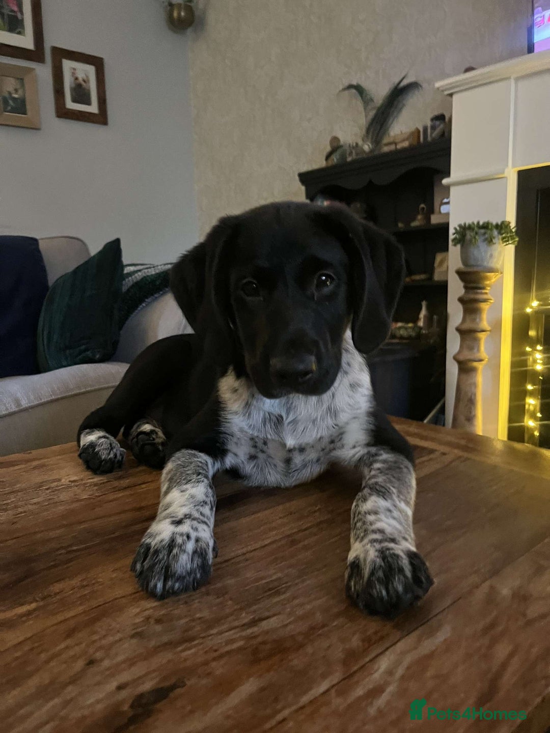 Mixed Breed dogs for sale: 6 Month Pup - Image 4