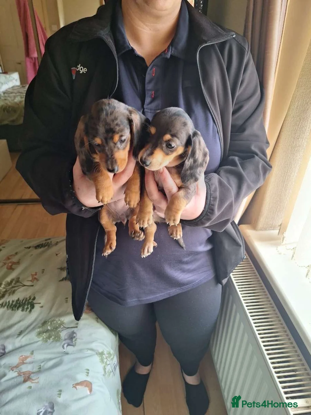 Dachshund dogs for sale: Miniature dachshunds boys and girls  - Advert 3