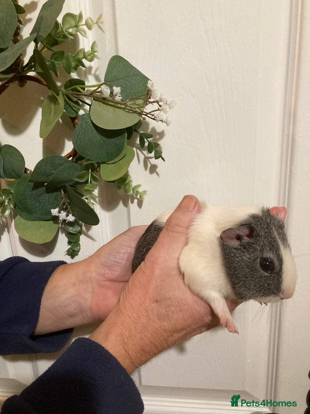 Guinea Pig rodents for sale: 5 gorgeous female Guinea pigs for sale - Advert 20