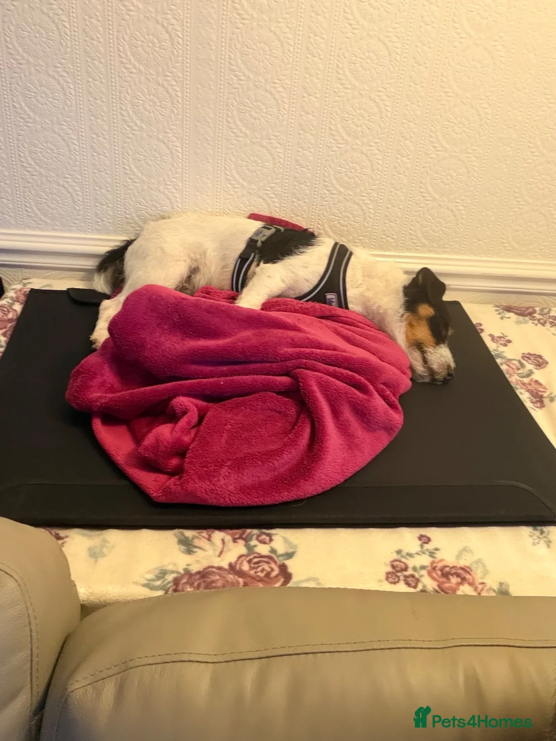 Parson Russell dogs for sale: Parsons Terrier - Advert 5
