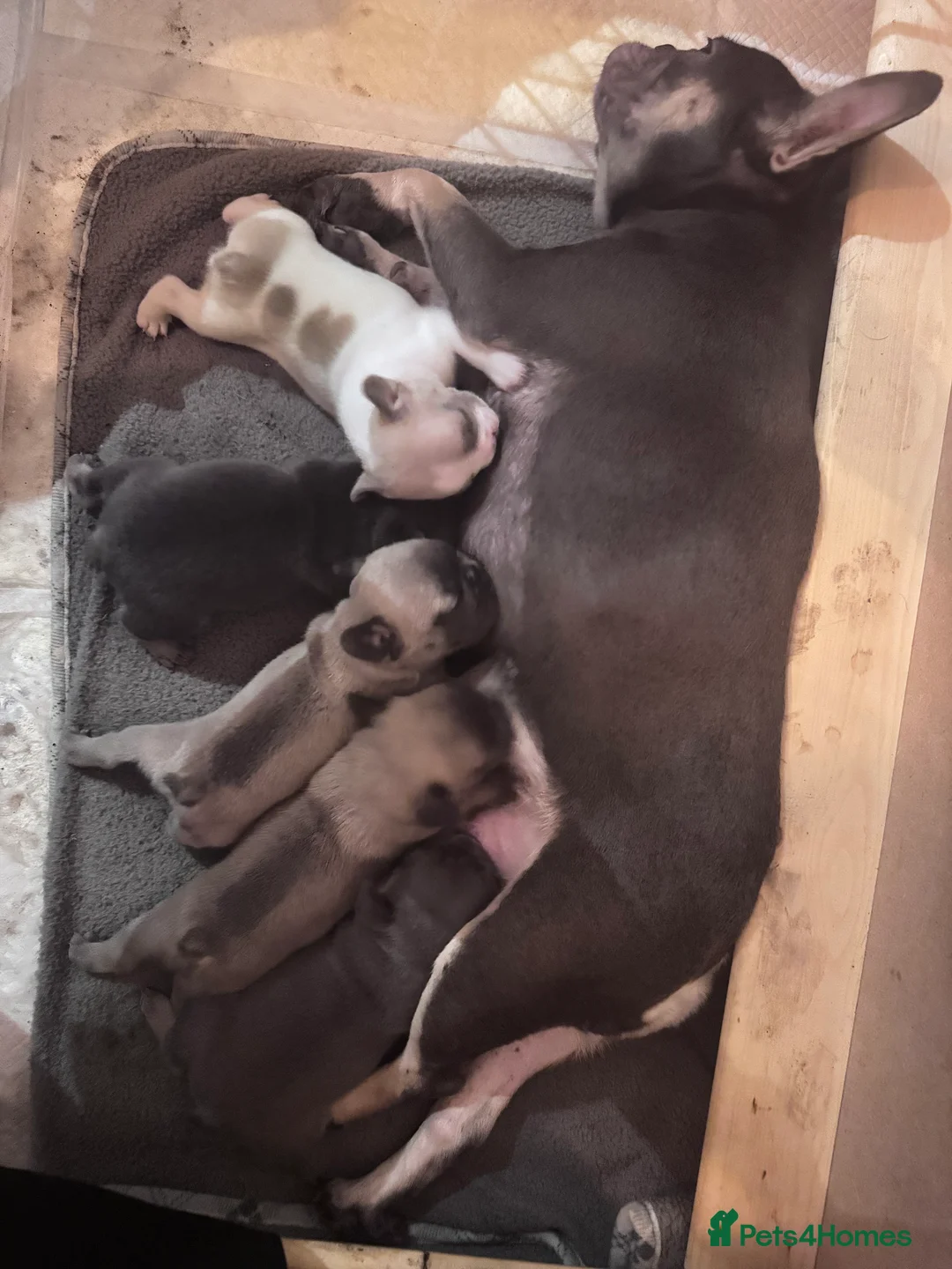 French Bulldog dogs for sale: French Bulldog puppies for sale 1 LEFT  - Advert 4