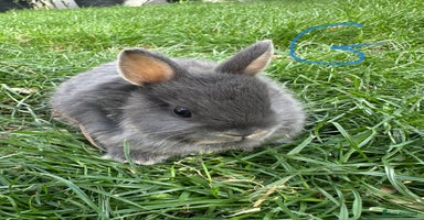 Netherland Dwarf rabbits - Advert 2