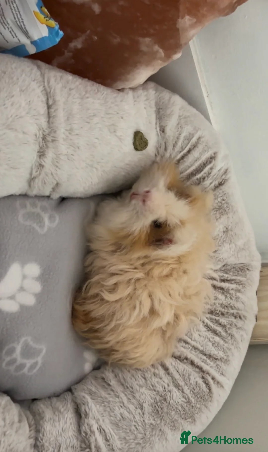 Guinea Pig rodents for sale: Male Guinea pig in Cheadle - Advert 2