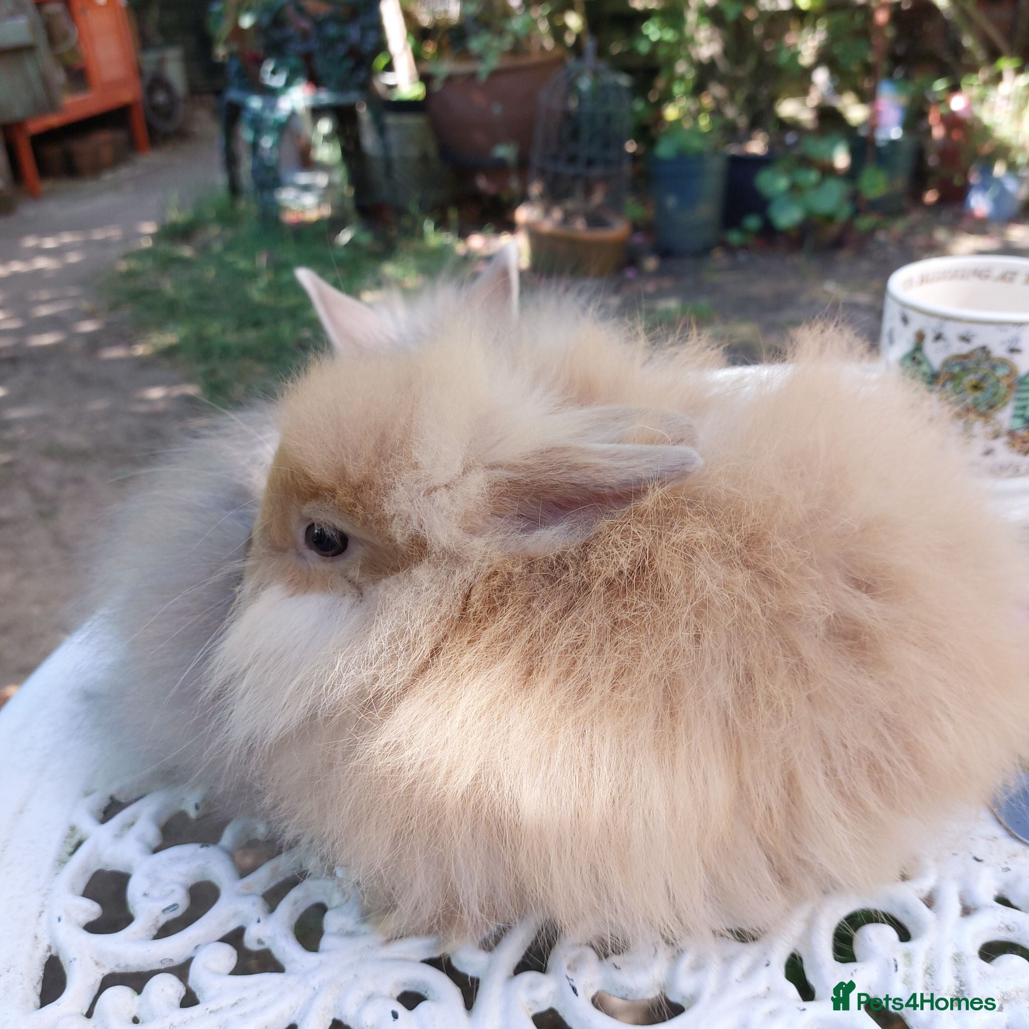 Netherland Dwarf rabbits NEATHERLAND DWARF x BABIES  - Advert 2