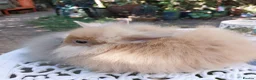 Netherland Dwarf rabbits for sale: NEATHERLAND DWARF x BABIES  - Advert 13