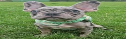 French Bulldog dogs for sale: French bulldog in Bury - Advert 4