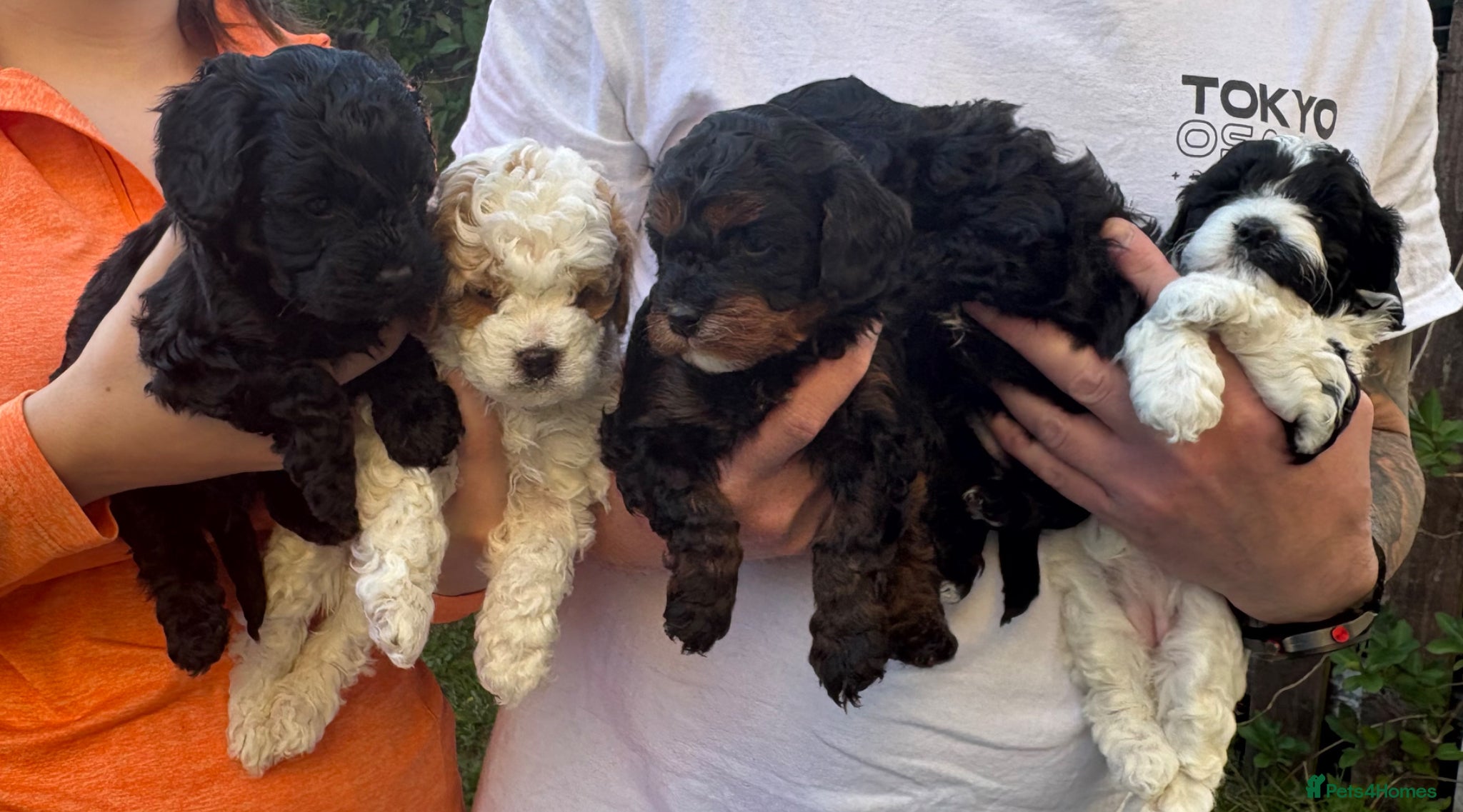 Cavapoo dogs 5 adorable Cavapoo pups - Advert 1