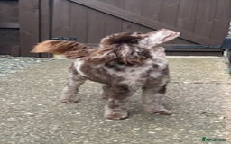 Toy Poodle dogs for stud: STUNNING Health Tested Toy Poodle for STUD - Image 26