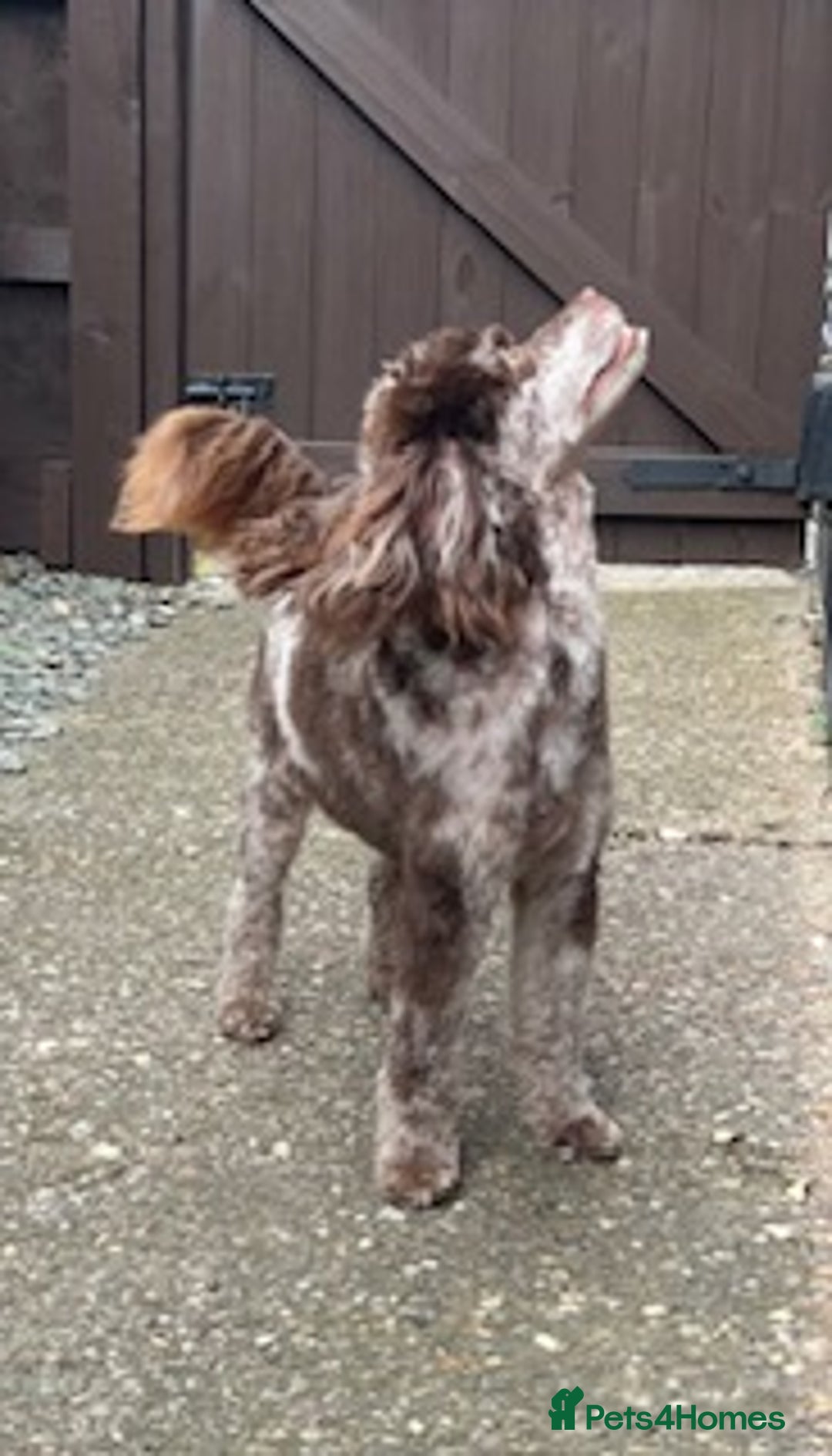 Toy Poodle dogs for stud: STUNNING Health Tested Toy Poodle for STUD - Image 26