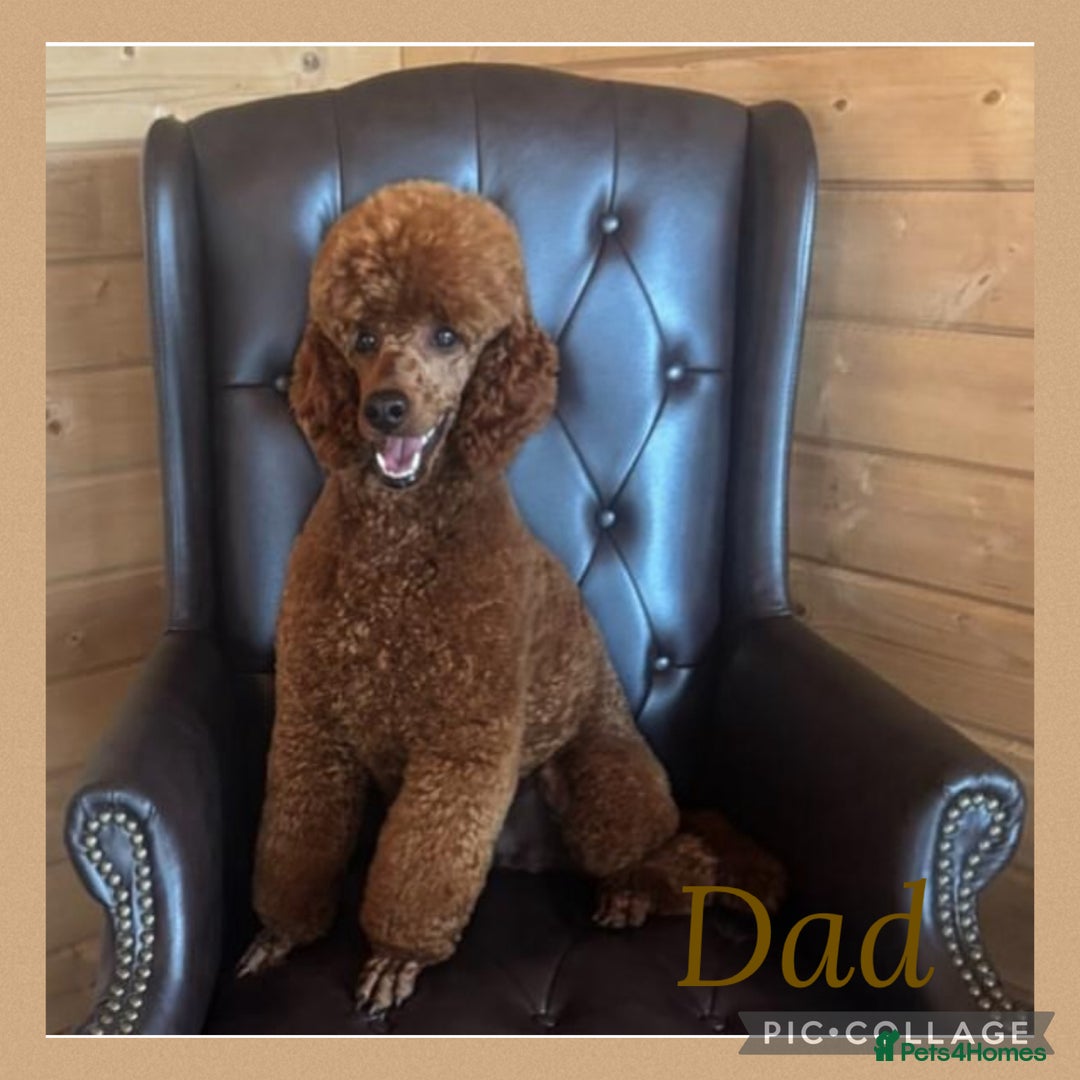 Cavapoo dogs for sale: Extensively Heslth Tested Cavapoo puppies  - Image 36