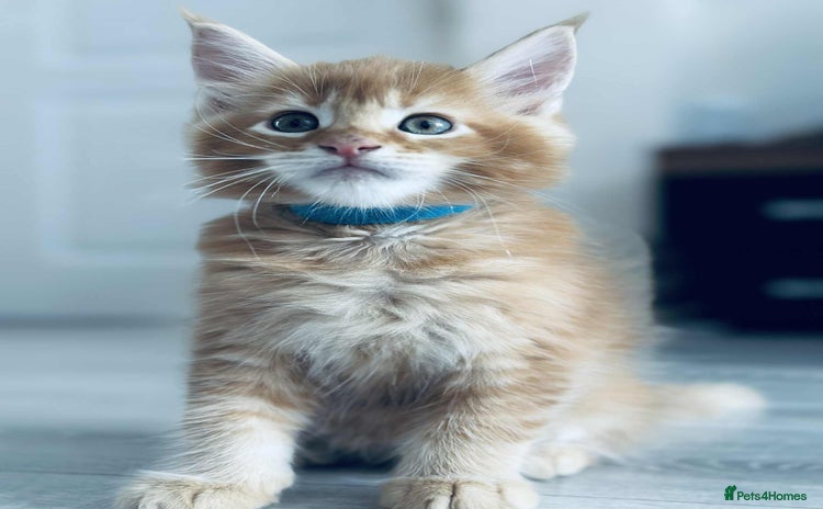 Maine Coon cats - Advert 3