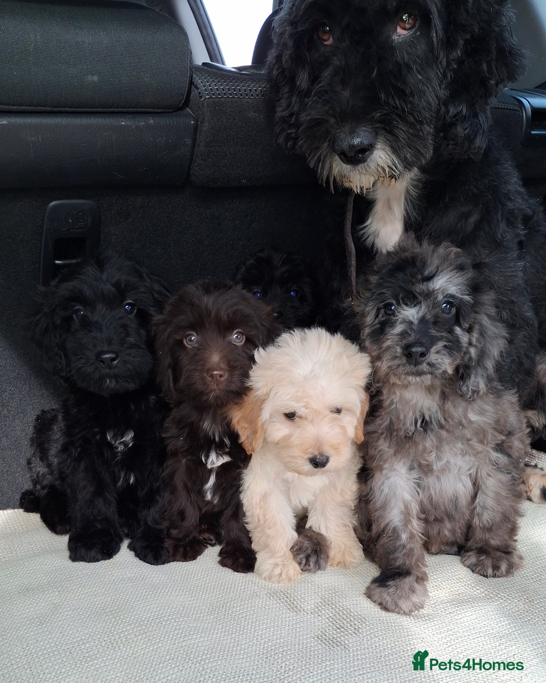 Sproodle dogs for sale: Gorgeous f1b sproodle pups, dna tests. - Image 3