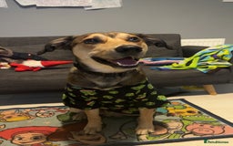 Mixed Breed dogs for sale: Ronnie  - Advert 4