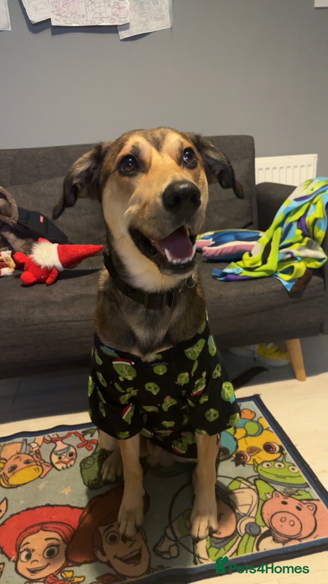 Mixed Breed dogs for sale: Ronnie  - Advert 4