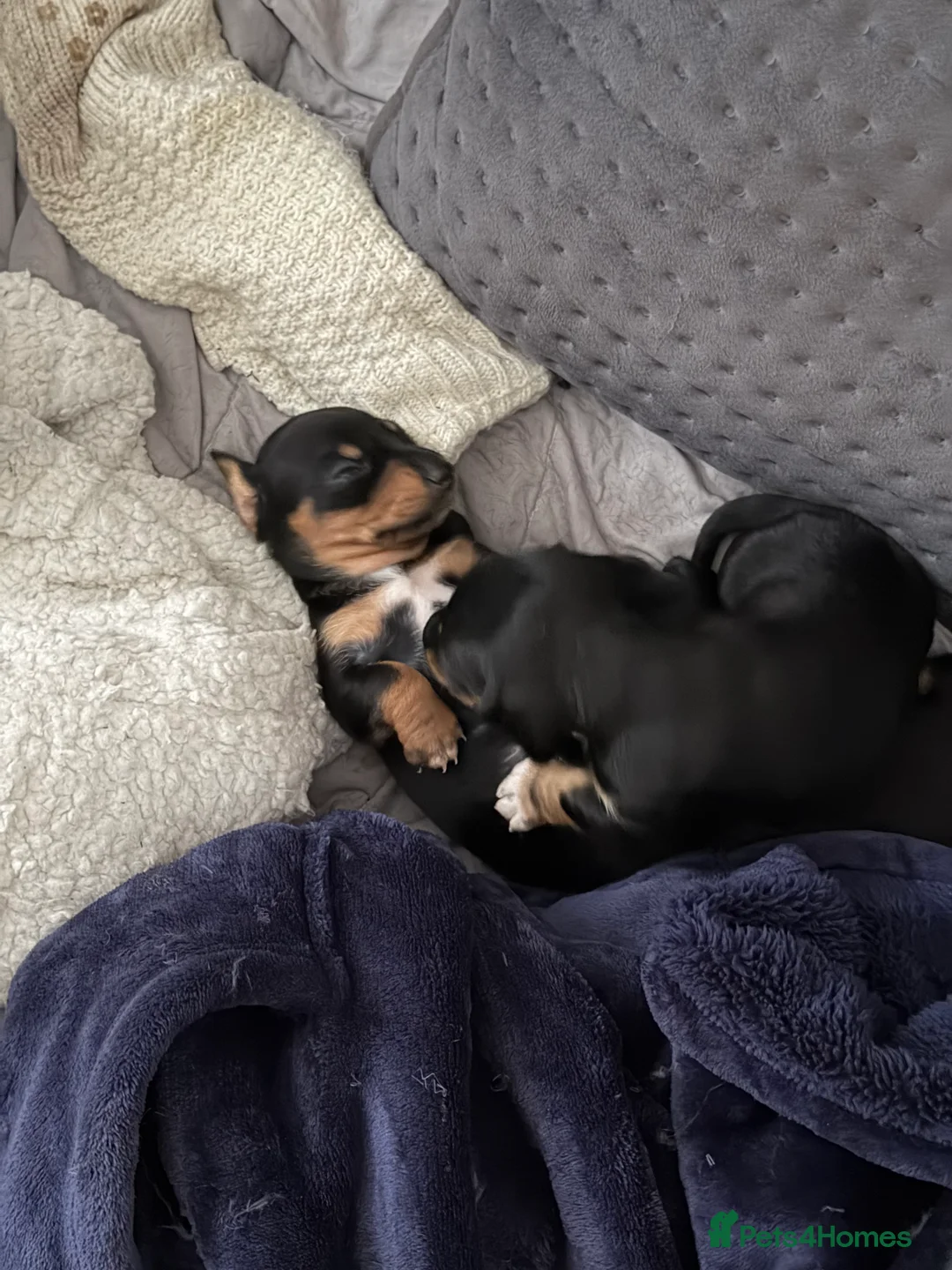 Dachshund dogs for sale: Dachshund Puppies – Exceptional Homes Only in Wallasey - Advert 3