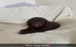Cockapoo dogs for sale: 5 gorgeous cockapoo pups for sale  - Image 2