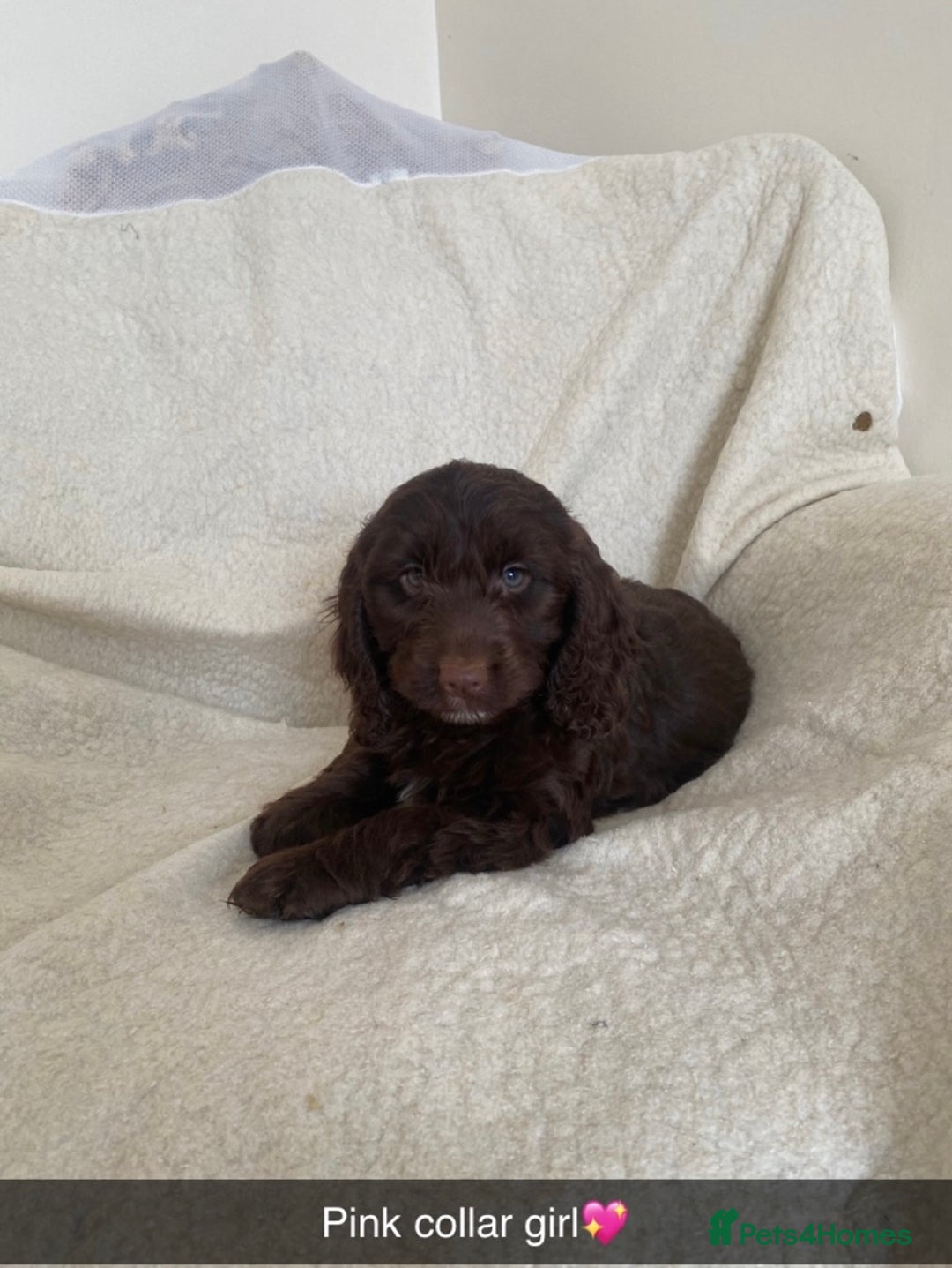 Cockapoo dogs for sale: 5 gorgeous cockapoo pups for sale  - Image 2