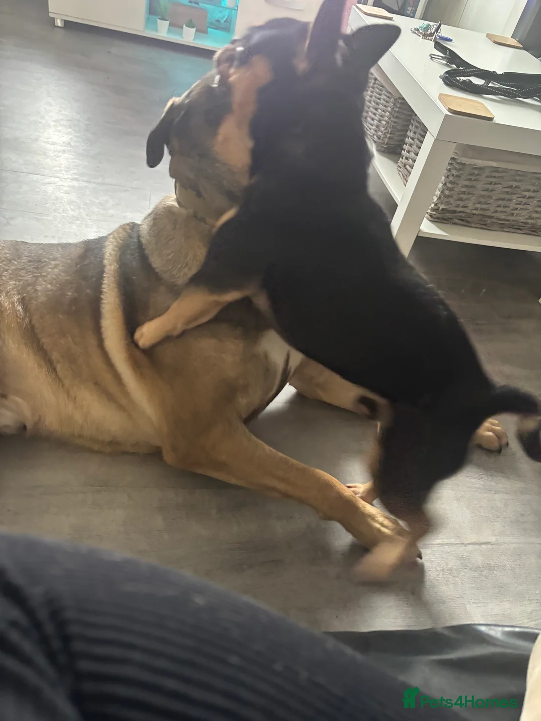 Mixed Breed dogs for adoption: Cane corso / dog de bordoux 13 months old  - Advert 4