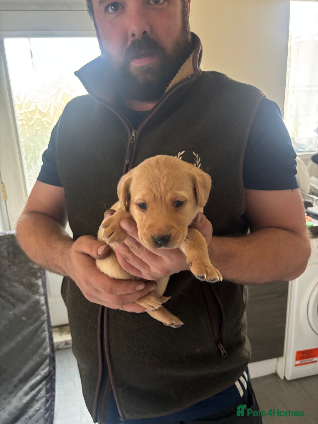 Labrador Retriever dogs for sale: Fox red Labrador - Advert 9