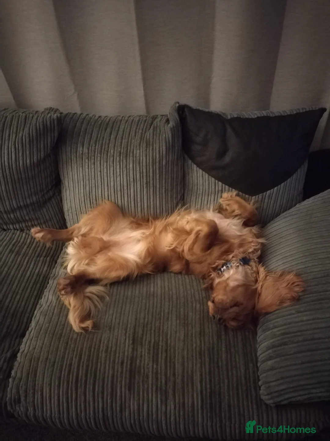 Cocker Spaniel dogs for sale: RALPH  - Advert 4