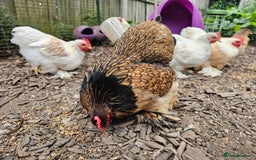 Chickens poultry for sale: ** Stunning friendly Pekin Cockerals available **  - Image 23