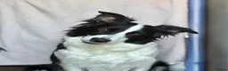Border Collie dogs for sale: KC registered sport puppies - Advert 8
