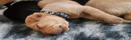 Labrador Retriever dogs for sale: Labrador Retriever Puppies🐶🐾 - Advert 20