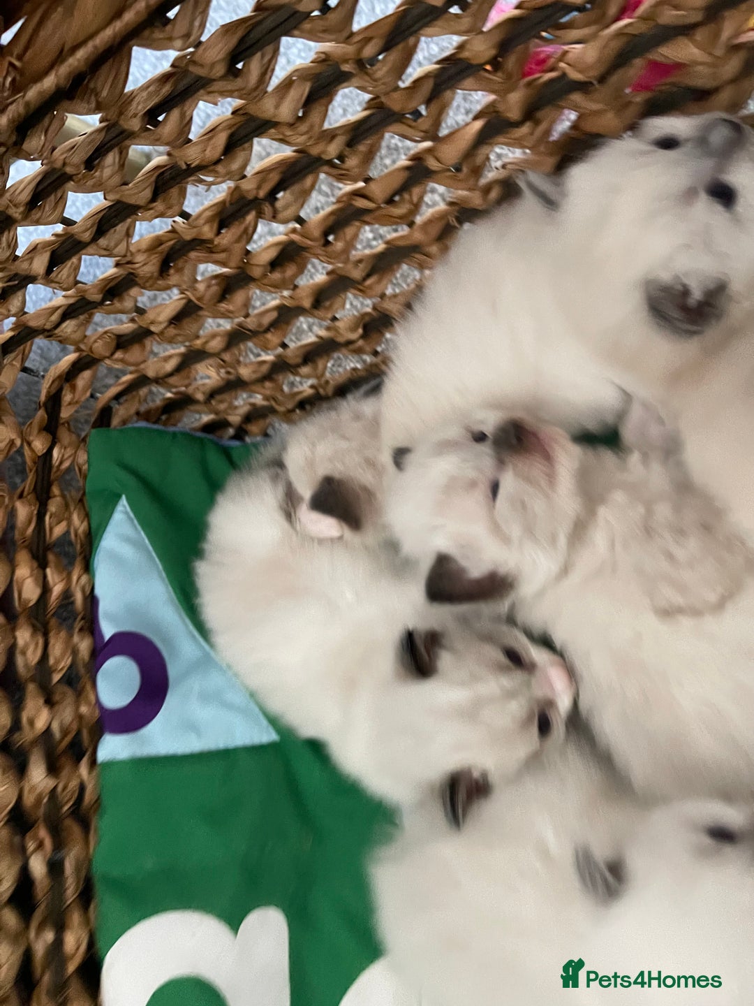 Ragdoll cats for sale: Gorgeous Ragdoll Kittens - Image 2