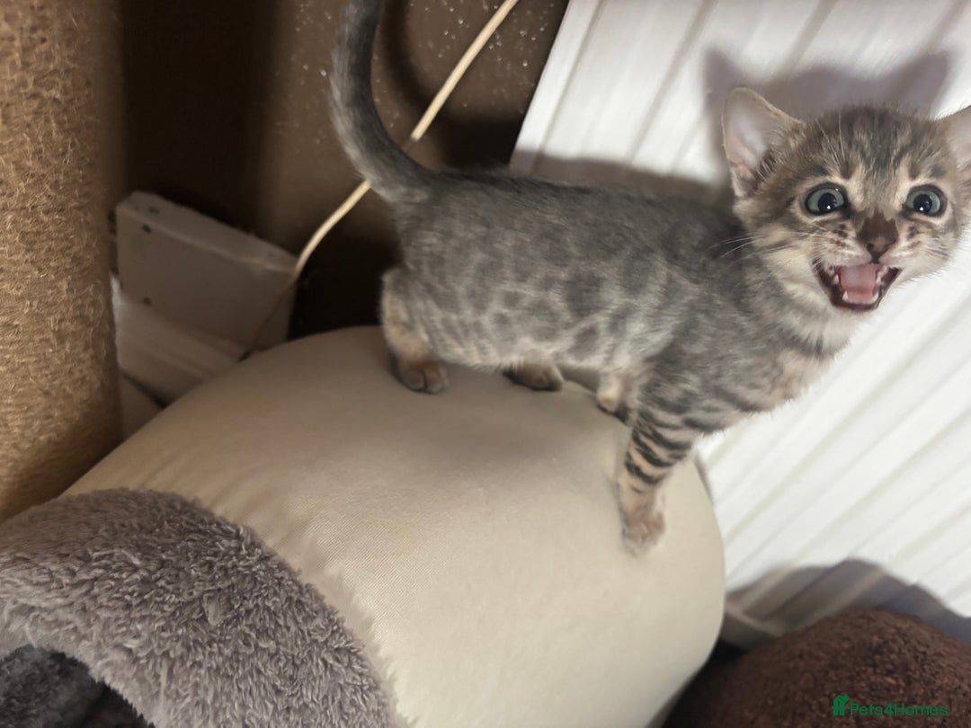 Bengal cats for sale: STUNNING BENGAL KITTENS  - Image 3