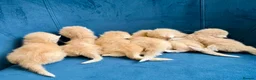 Ragcoon cats for sale: Rare Ragacoon Ragdoll x Maine Coon  - Advert 11