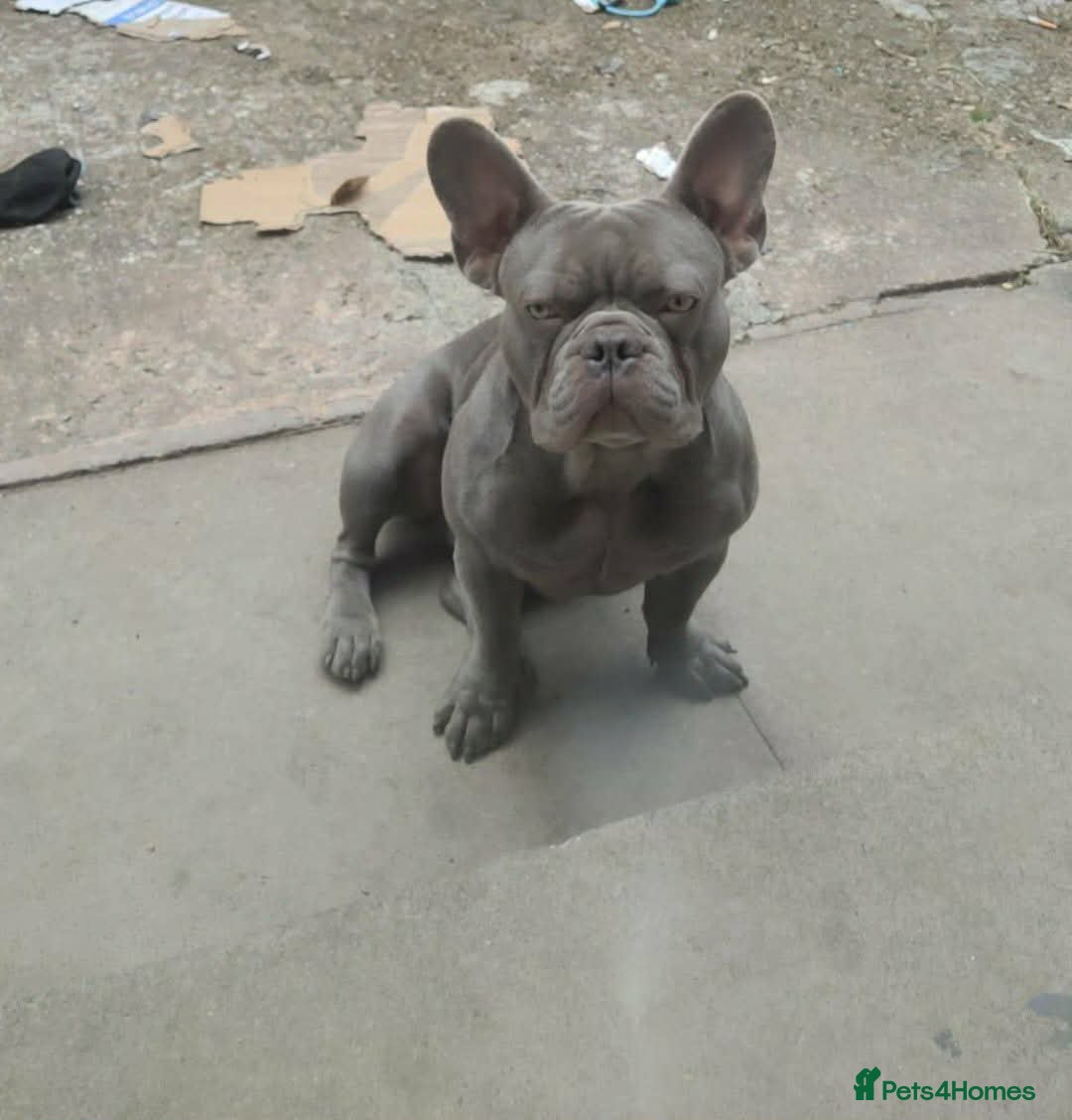 French Bulldog dogs COLLAR BLUE BULLDOG - Advert 1