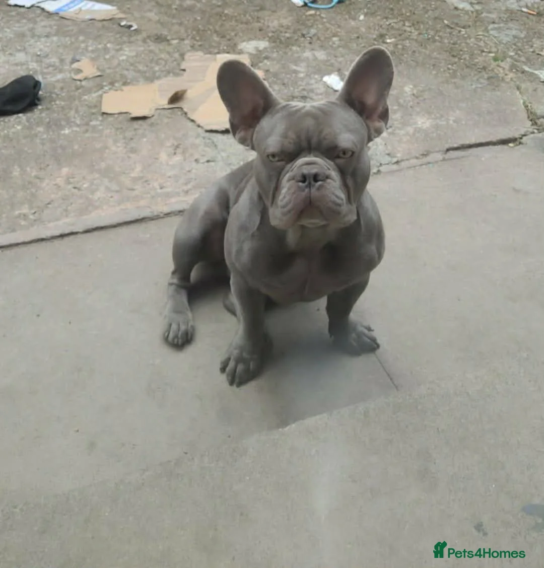 French Bulldog dogs for stud: COLLAR BLUE BULLDOG - Advert 1