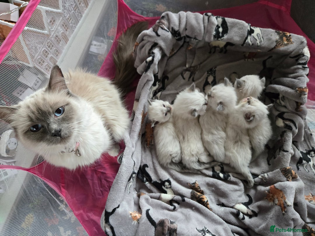 Ragdoll cats for sale: Two GCCF ragdoll boys ♂️♂️😺😺 - Advert 5
