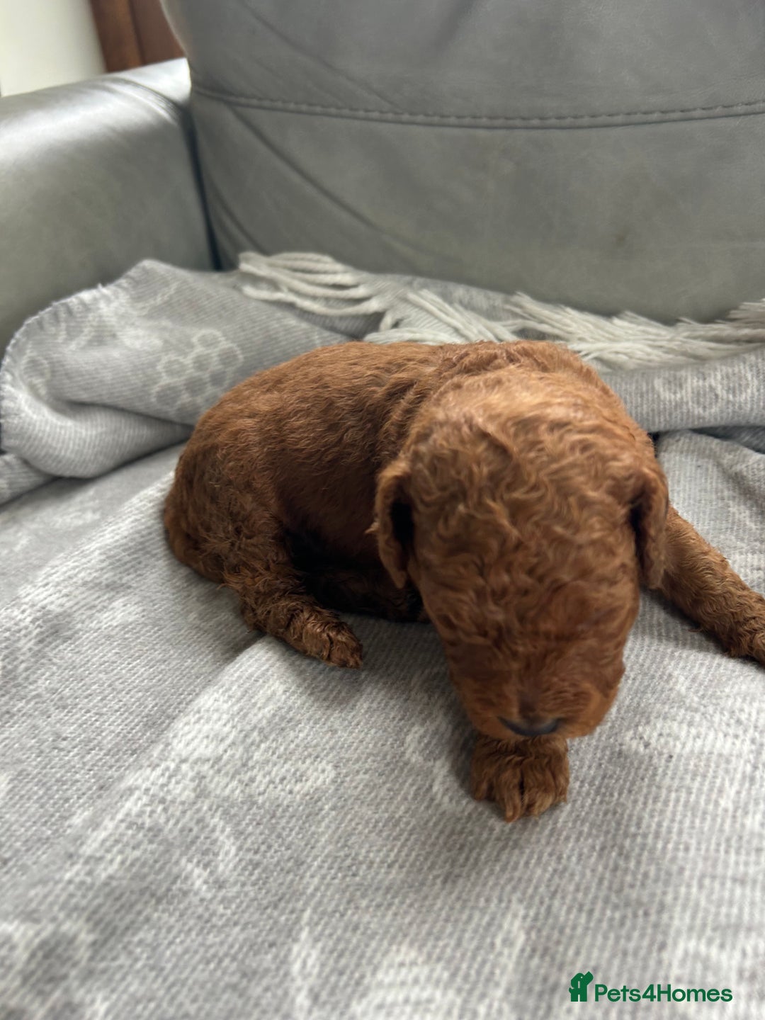 Cockapoo dogs for sale: F2B Cockapoo pups  - Advert 10