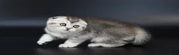 Scottish Fold cats for sale: LICENSED CATTERY PURE BREED TOP QUALITY KITTENS - Advert 22